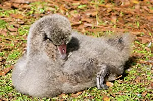 Cygnet: Black Swan Cygnet
