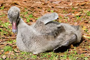 Cygnet: Black Swan Cygnet