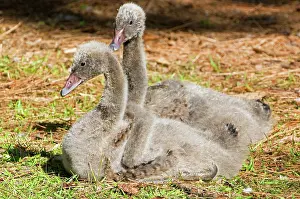 Cygnet: Black Swan Cygnet