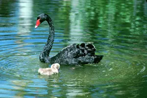 Slow: Black Swan and Cygnet, in Northern Territory