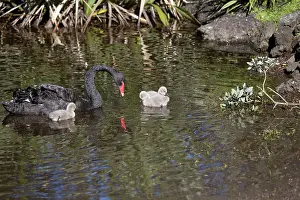 Cygnets: Black Swan - with cygnets