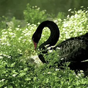 Cygnet: Black Swan and Cygnets