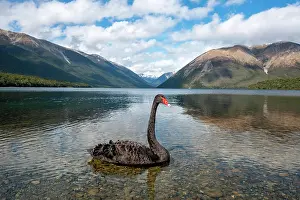 Nelson: Black swan (Cygnus atratus) at Lake Rotoiti, Nelson