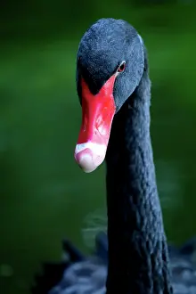 Azores: Black swan (Cygnus atratus), Parque Terra Nostra