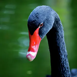 Azores: Black swan (Cygnus atratus), Parque Terra Nostra