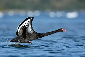 Ketelmeer: Black Swan (Cygnus atratus) running over the wa