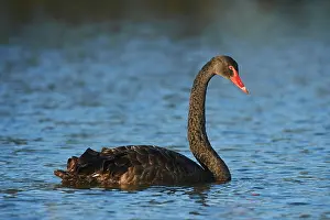 Atratus: Black swan (Cygnus atratus) swimming on a lake