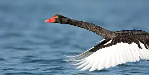 Ketelmeer: Black Swan (Cygnus atratus) takes off, The Neth