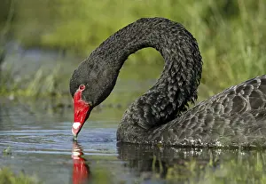 Victoria: Black Swan (Cygnus atratus), Victoria, Australia, Oceania
