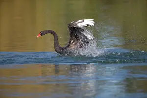 Black Swan - flapping along lake surface mostly
