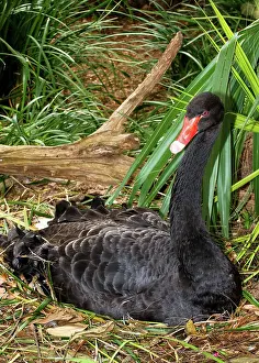 Incubating: Black Swan at Nest