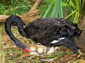 Incubating: Black Swan at Nest