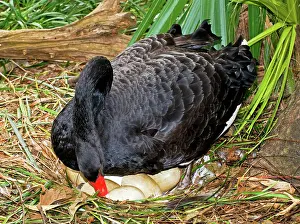 Incubating: Black Swan at Nest