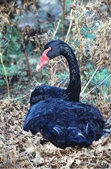 Tasmania: BLACK SWAN - ON NEST