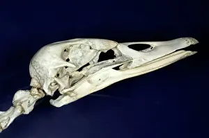 Waterbirds: Black Swan Skull