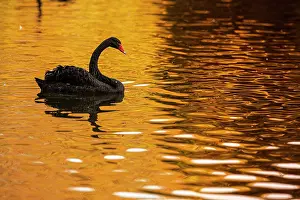 090320: Black Swan - on urban lake - Gijon, Asturias, Spain