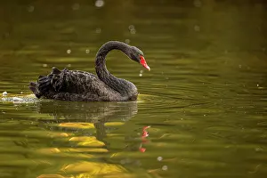 Asturias: Black Swan - on urban lake - Gijon, Asturias, Spain