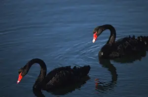Murray: Black Swans