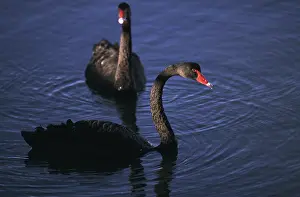 Atratus: Black swans