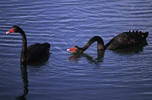 Atratus: Black swans