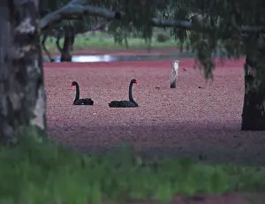 Murray: Black Swans
