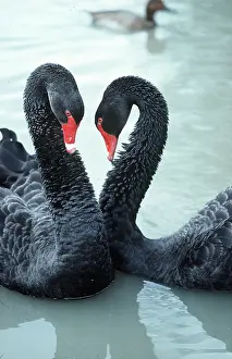 Martin Beames: BLACK SWANS - two displaying