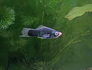 Sword: Black swordtail - side view - variant
