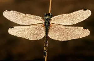 Dragonflies: BLACK SYMPETRUM DRAGONFLY