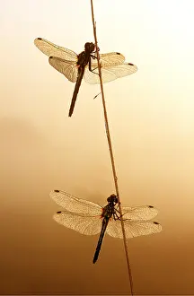 Dragonflies: BLACK SYMPETRUM DRAGONFLY X2