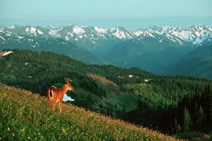 Bistort: Black-tail Deer - buck in alpine meadow covered