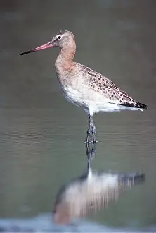 Godwit: BLACK TAIL GODWIT - standing in water