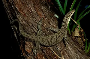 Monitors: Black-tailed / Black-headed monitor