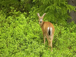 Blacktail: Black-tailed deer / Blacktail deer, in mountain forest