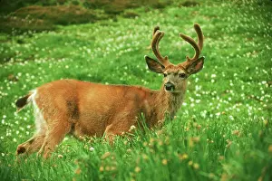 Avalanche: Black-tailed Deer - buck standing among avalanche