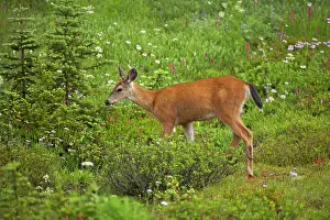 Subsp: Black-tailed Deer (Subsp of Mule deer) - grazing