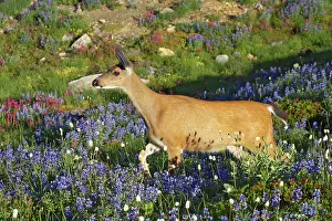 Subsp: Black-Tailed Deer (Subsp of Mule deer) - grazing