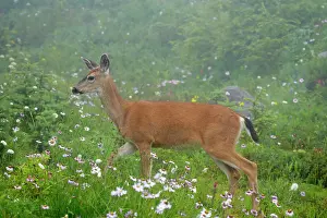 Subsp: Black-tailed Deer (Subsp of Mule deer) grazing