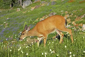 Subsp: Black-Tailed Deer (Subsp of Mule deer) - grazing