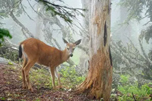 Subsp: Black-tailed Deer (Subsp of Mule deer) - in low