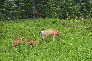Subsp: Black-Tailed Deer (Subsp of Mule deer) - in subalpine