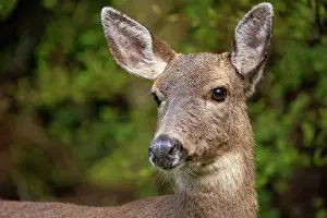 Issaquah: Black-tailed doe