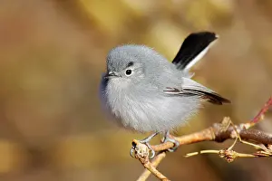 Gnatcatcher: Black-tailed Gnatcatcher