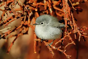 Gnatcatcher: Black-tailed Gnatcatcher