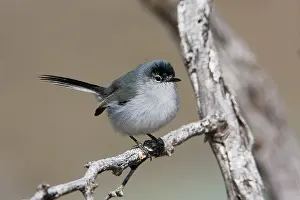 Gnatcatcher: Black-tailed Gnatcatcher