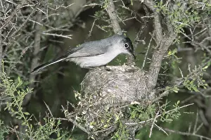 Gnatcatcher: Black-tailed Gnatcatcher