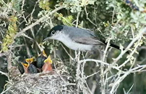 Gnatcatcher: Black-Tailed GNATCATCHER - Maule at nest with young