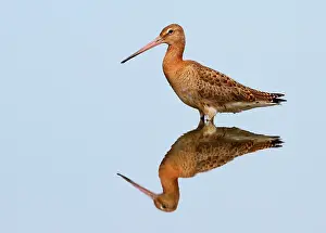 Godwits: Black-tailed Godwit