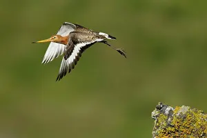 Godwits: Black-tailed Godwit