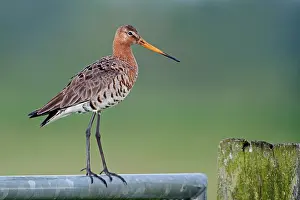 Rainfall: Black-tailed Godwit