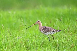 Rainfall: Black-tailed Godwit